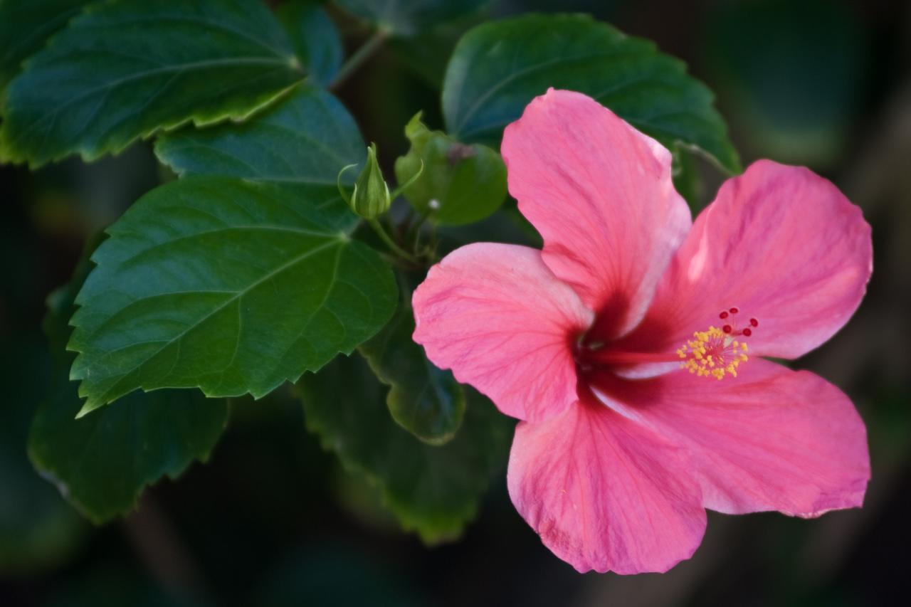 Oyo Hotel Arembepe Beach Hotel, Camacari エクステリア 写真